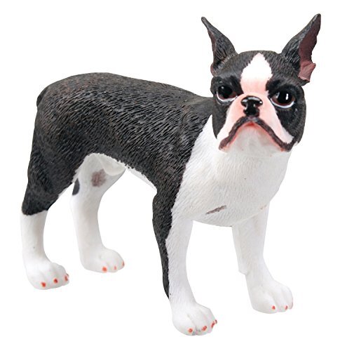 Boston Terrier 5021