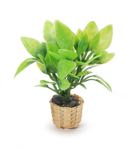 Miniature Fern In Basket 2.75 Inches